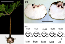 Οι ευεργετικές ιδιότητες της γλυκομαννάνης στο σωματικό βάρος Οι ευεργετικές ιδιότητες της γλυκομαννάνης στο σωματικό βάρος